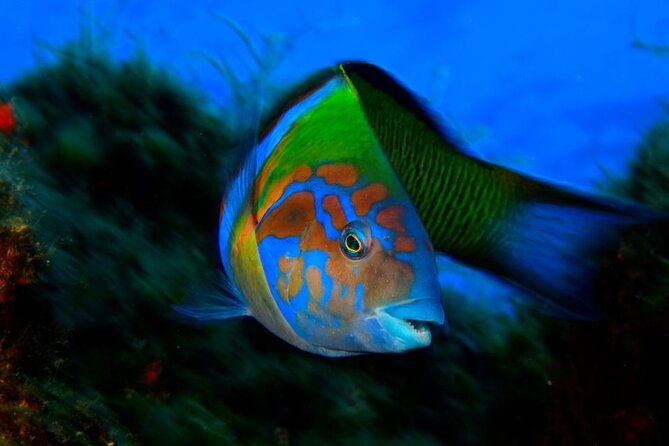 snorkelling-trip-at-ponta-de-sao-lourenco-protected-area