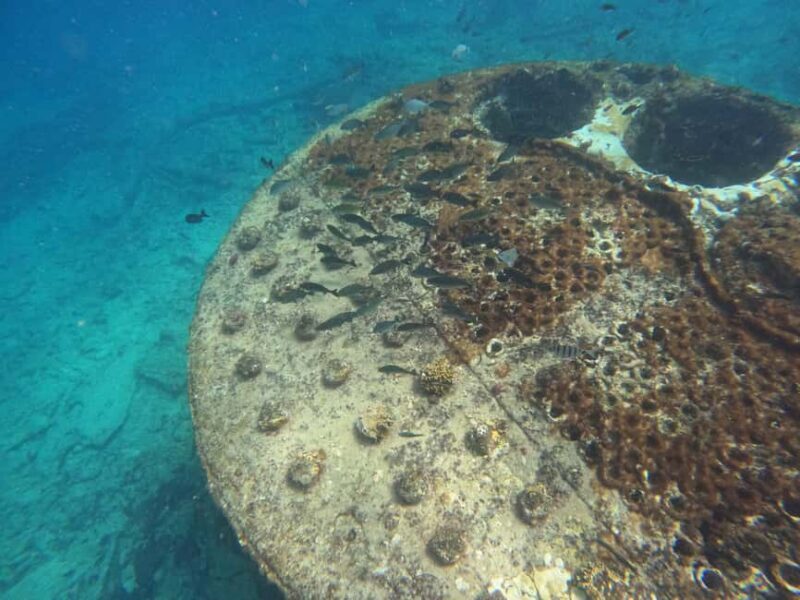 Snorkelling trip with certificate local guide - Practical Tips for Booking and Participation
