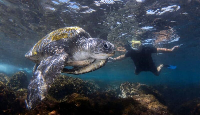 Snorkelling with Turtles at Cook Island Marine Rserve - The Experience from the Guides