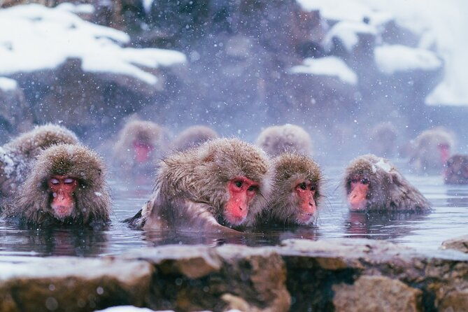 snow-monkey-and-obuse-from-nagano
