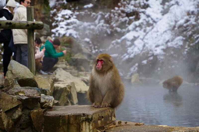 Snow Monkey, Hokusai & Sake: A Perfect Day in Nagano - Summary