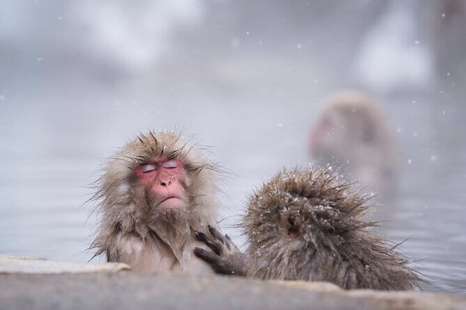 Snow Monkey, Hokusai & Sake: A Perfect Day in Nagano - Snow Monkey, Hokusai & Sake: A Perfect Day in Nagano — An Honest Review