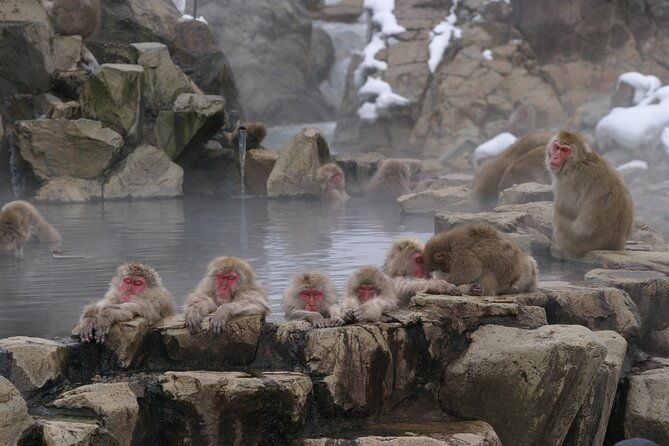 snow-monkey-park-miso-production-day-tour-from-nagano