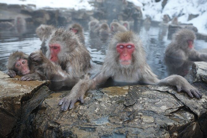 snow-monkey-park-miso-production-day-tour-from-nagano