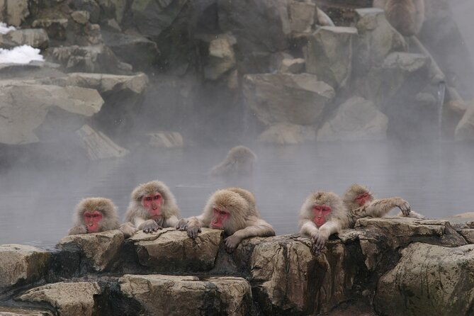 snow-monkey-park-miso-production-day-tour-from-nagano