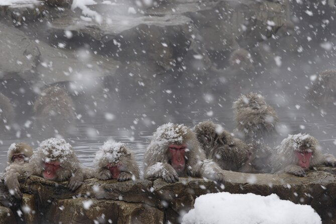 snow-monkey-park-miso-production-day-tour-from-nagano