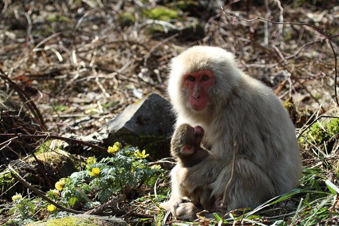 snow-monkey-park-miso-production-day-tour-from-nagano