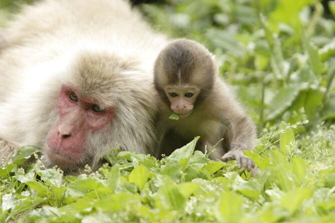 snow-monkey-park-miso-production-day-tour-from-nagano