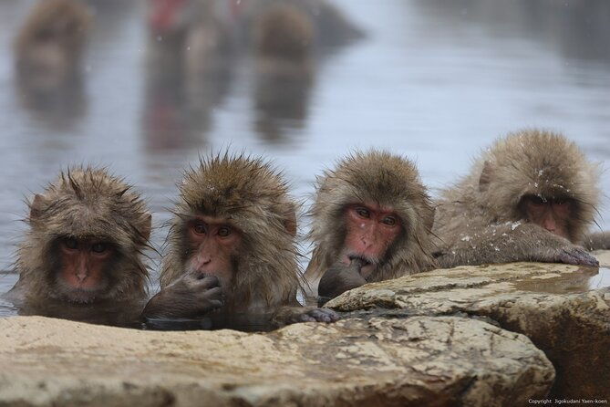 snow-monkey-park-private-tour-from-tokyo-with-licensed-guide