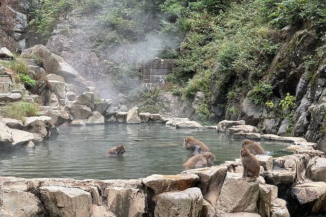 snow-monkey-park-private-tour-from-tokyo-with-licensed-guide