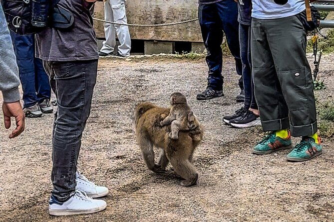 snow-monkey-park-private-tour-from-tokyo-with-licensed-guide