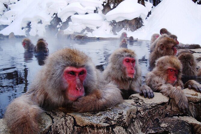 Snow Monkey Park, Soba Lunch and Shibu Onsen Tour - Key Points