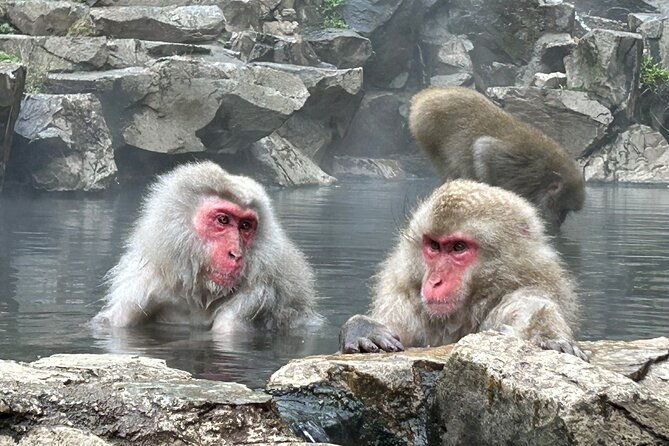 snow-monkey-park-tour-from-to-tokyo-2-12-guests