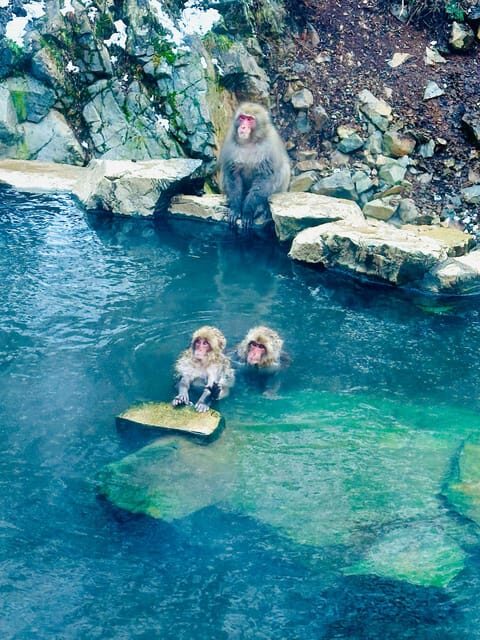 Snow Monkey Park & Zenko-ji Temple Nagano One Day Tour - Who Will Love This Tour?