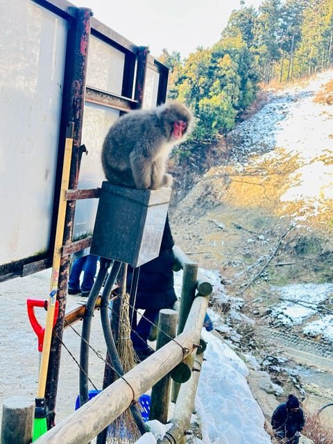 Snow Monkey Park & Zenko-ji Temple Nagano One Day Tour - FAQ