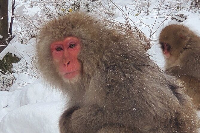 Snow Monkey Park & Zenkoji Private Tour (Customizable) - Key Points