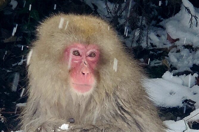 Snow Monkey Park & Zenkoji Private Tour (Customizable) - The Sum Up