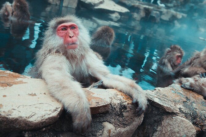 snow-monkey-shibu-onsen-afternoon-group-tour-iiyama-nozawa