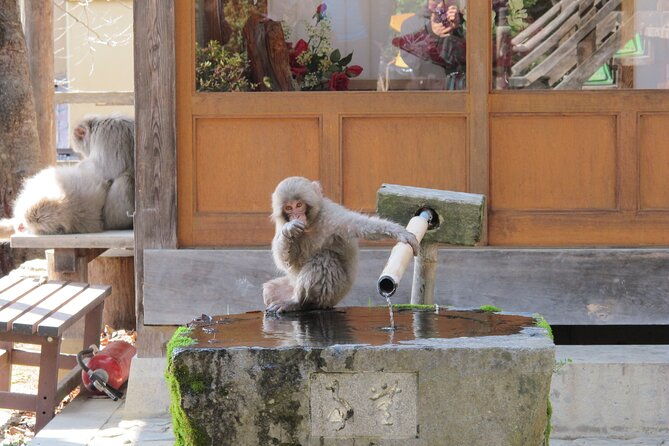 snow-monkey-shibu-onsen-afternoon-group-tour-iiyama-nozawa