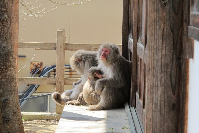 snow-monkey-shibu-onsen-afternoon-group-tour-iiyama-nozawa