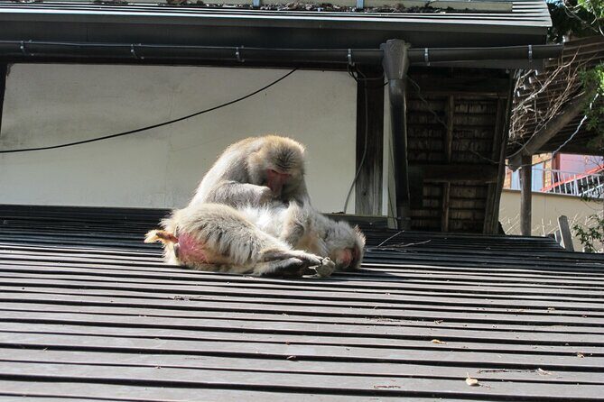 Snow Monkey & Shibu Onsen Private Tour (Nagano, Myoko, Madarao) - Key Points