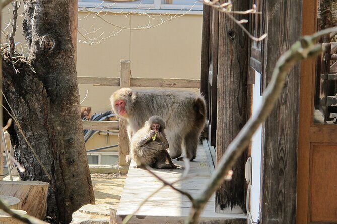 Snow Monkey & Shibu Onsen Private Tour (Nagano, Myoko, Madarao) - The Practical Details