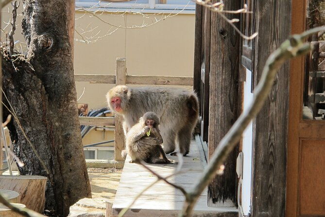 snow-monkey-shibu-onsen-private-tour-nagano-nozawa-myoko