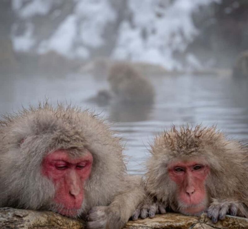Snow Monkey & Zenko-ji Temple Customizable Private Tour - Key Points