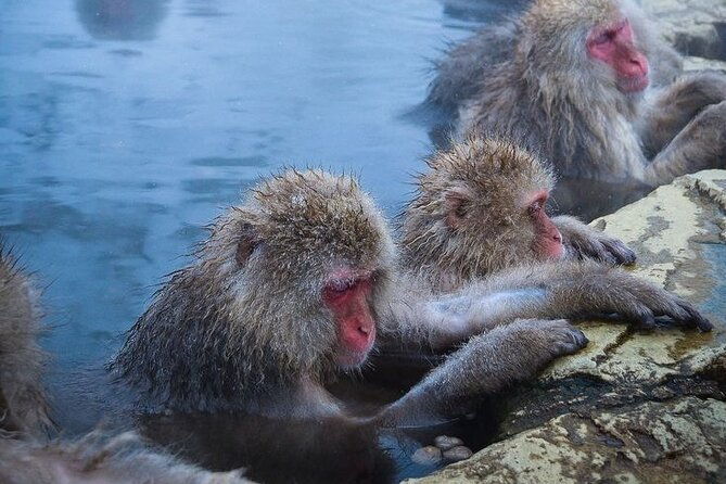 snow-monkeys-sake-tasting-zenko-ji-and-monzen-terrace-lunch