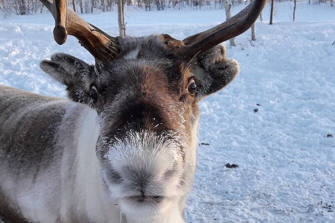 snowmobile-safari-to-lake-inari-meet-feed-reindeer-lunch-2