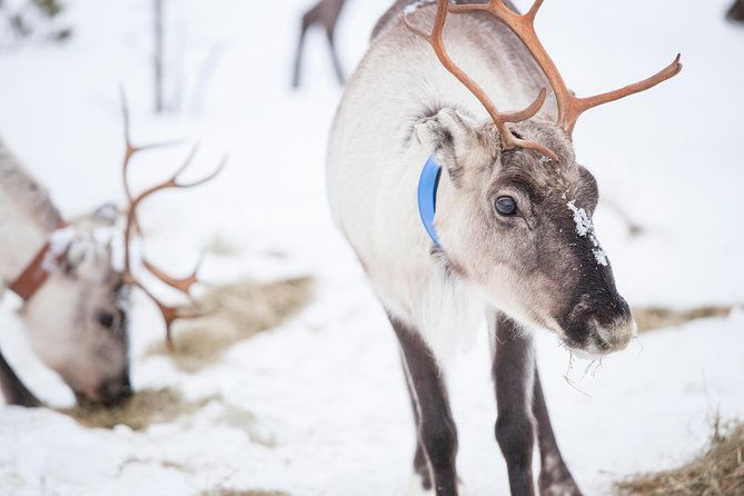 snowmobile-safari-to-lake-inari-meet-feed-reindeer-lunch