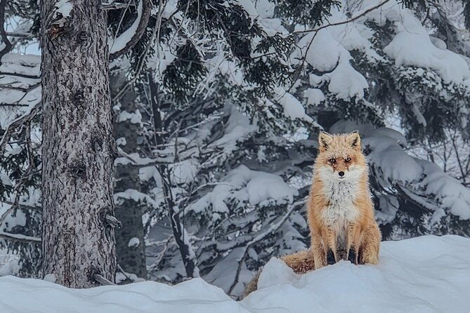 snowshoe-adventures-and-onsen-bliss-winter-escape-in-furano