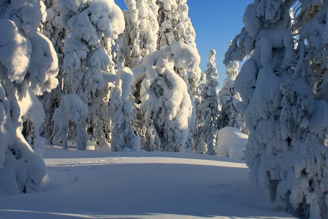 snowshoe-in-a-winter-forest