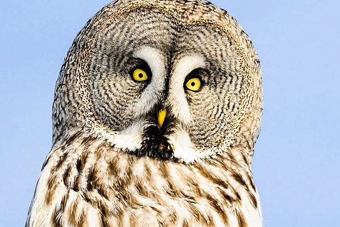 snowshoe-trip-for-searching-arctic-animals