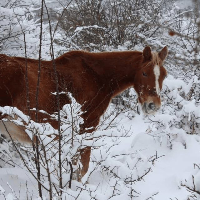 snowshoeing-in-the-pollino-national-park