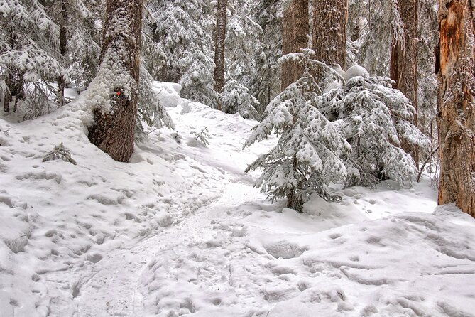 snowshoeing-tour-with-wild-lunch