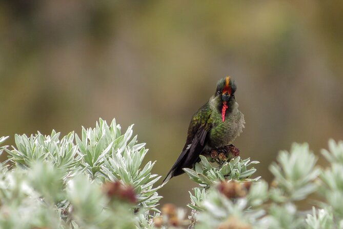 snowy-ruiz-hot-springs-from-manizales