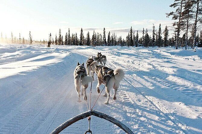 Snowy Trails 10km Husky Safari from Rovaniemi - Real Guest Experiences: What Travelers Say