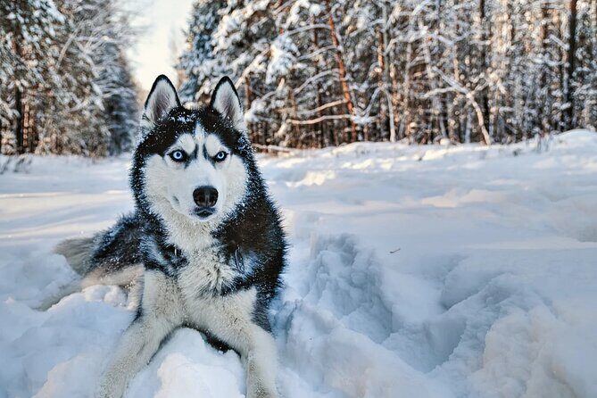 Snowy Trails 10km Husky Safari from Rovaniemi - Who Should Consider This Tour?