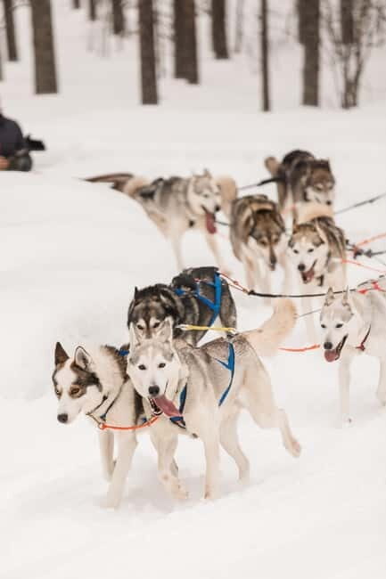 Snowy Trails Husky Safari (5 Km) - An In-Depth Look at Snowy Trails Husky Safari