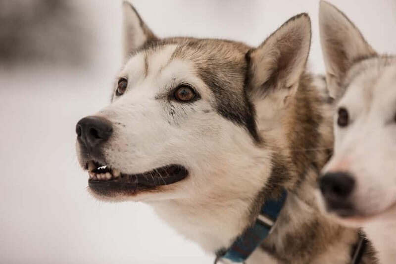 Snowy Trails Husky Safari (5 Km) - Pricing and Value