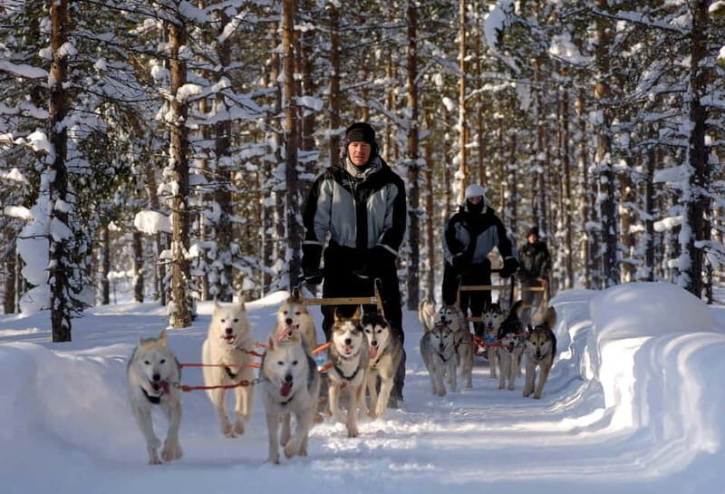 Snowy Trails Husky Safari (5 Km) - Who Would Love This Tour?