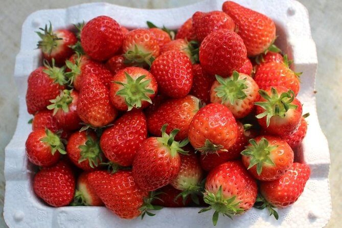 Snowyland, Strawberry Picking & Alpaca World - Frequently Asked Questions (FAQs)