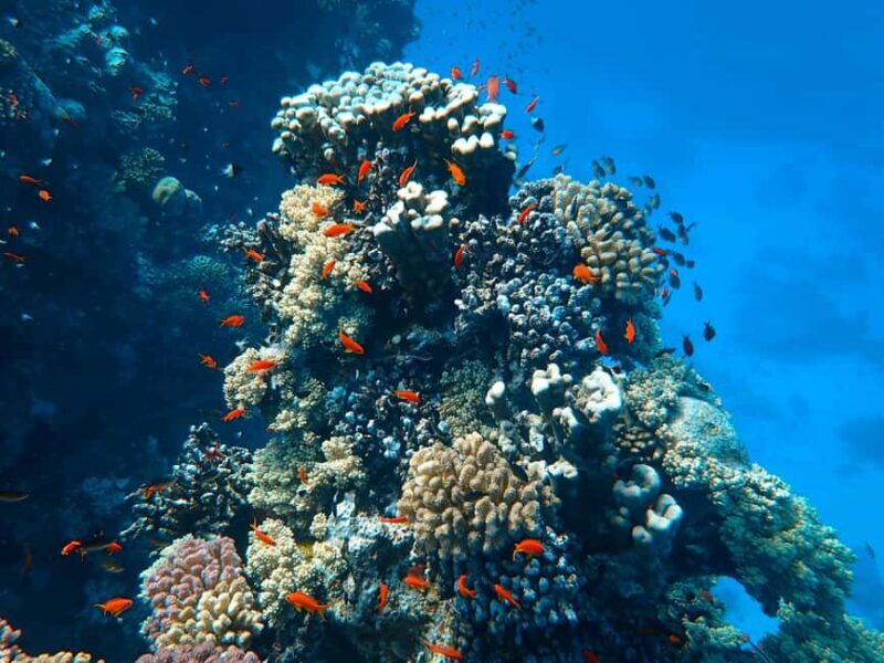 Socotra Diving Safari: 8-Day Group Tour in Protected Waters - Exploring Socotra’s Marine and Land Treasures