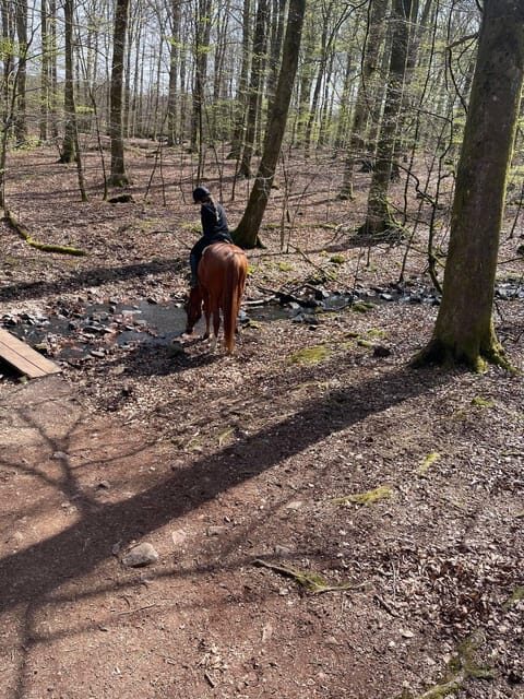 Söderåsens Nationalpark: 2,5h horse back ride - A Detailed Look at the Söderåsens Nationalpark Trail Ride