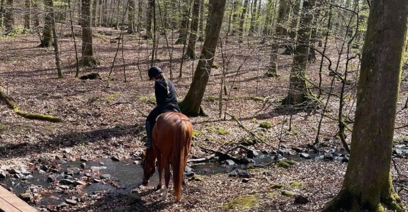 Söderåsens Nationalpark: 2,5h horse back ride - Authenticity and Practical Tips
