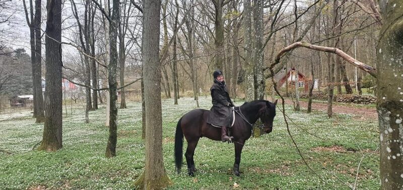 Söderåsens Nationalpark: 2,5h horse back ride - The Sum Up: Is it Worth It?