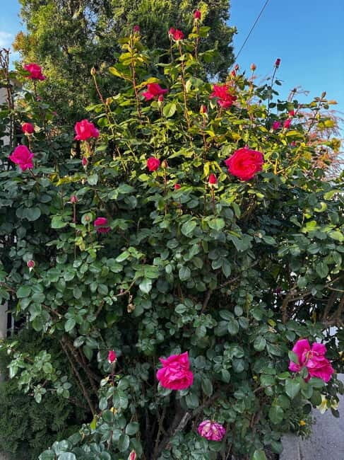 Sofia  Kazanluk Rose Valley & Oil Distillery Tour - An In-Depth Look at the Tour