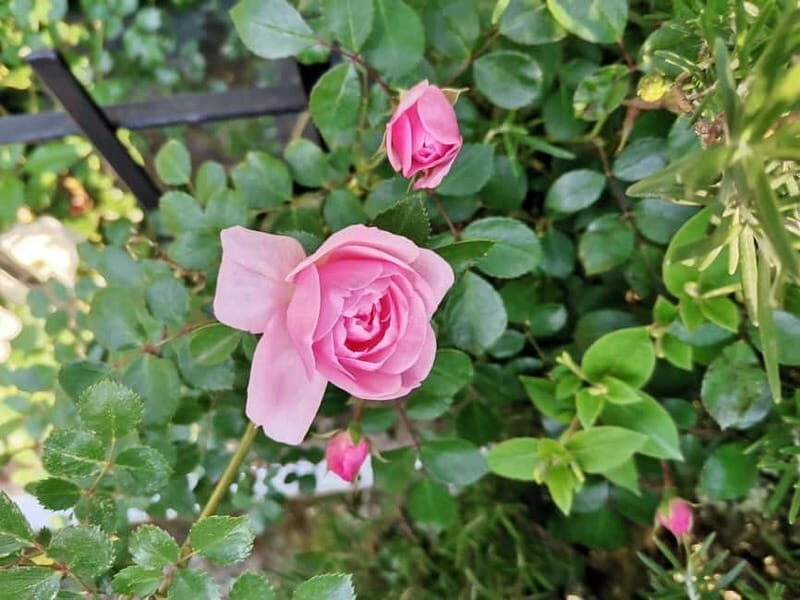 Sofia  Kazanluk Rose Valley & Oil Distillery Tour - Who Is This Tour Best Suited For?
