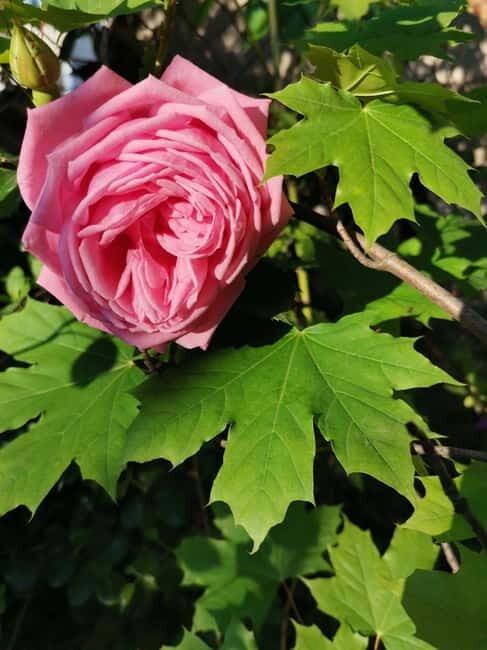 Sofia  Kazanluk Rose Valley & Oil Distillery Tour - In-Depth Look at the Tour Itinerary